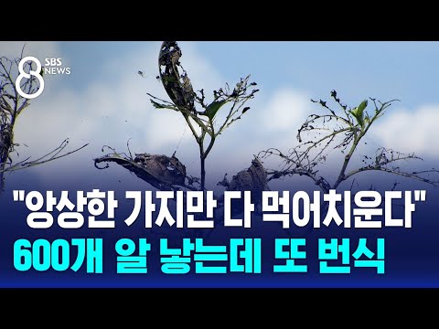 "앙상한 가지만…다 먹어치운다" 600개 알 낳는데 또 번식 / SBS 8뉴스