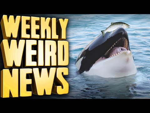 80s Orca Fashion Trend Makes a Comeback - Weekly Weird News