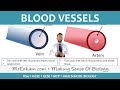 Circulatory System Functions and Structures