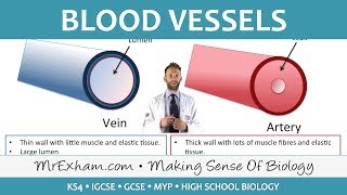 Blood Vessels | Biology