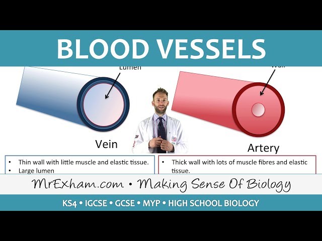Blood Vessels | Biology