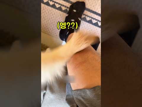리트리버 꼬리 힘이 이렇게 세다고??