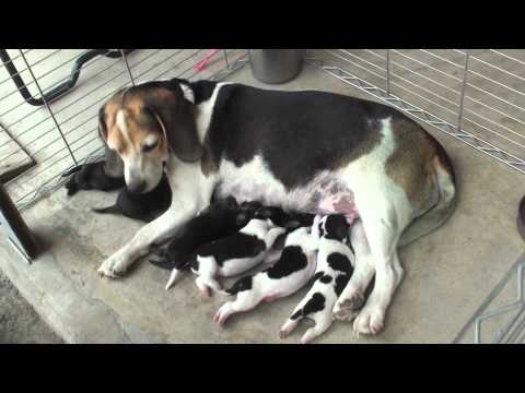 2011.06.18 米格魯餵奶給六隻小狗吃 - YouTube(1分01秒)