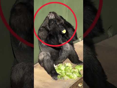 From Animals to Football Players... #5 🤯 You Won’t Expect This ⚽😳