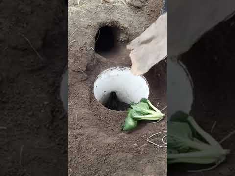 Rabbit mom, you can't guess how many to go in