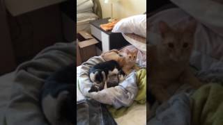 Katzenbabies schmusen