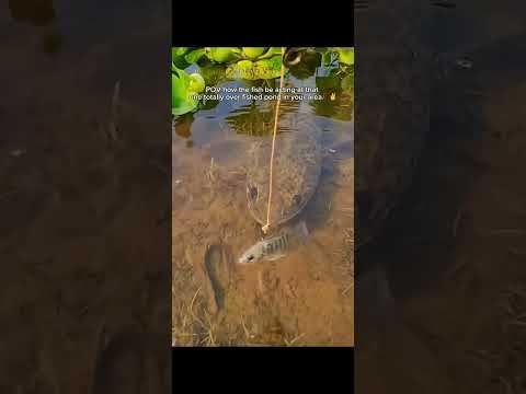 How fish be at that one over fished pond #shorts