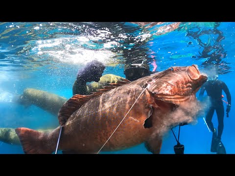 【魚突き】デカすぎる高級魚に銛で挑んでみると...