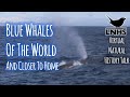 Blue Whales and Whaling: An Exploration
