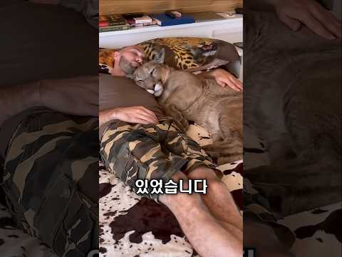 퓨마, 얼어 죽을뻔하던걸 삼촌이 구해주었습니다