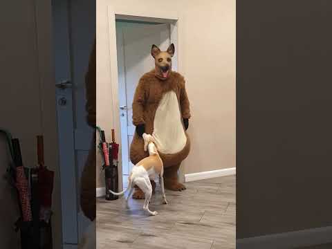 Big fat Furry brings balloon to the dog