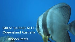 Great Barrier Reef Special Edition Ribbon Reefs