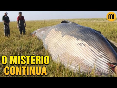 O caso da BALEIA que caiu do céu. É impressionante!