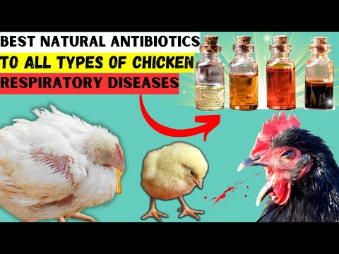 TOP 3 BEST NATURAL ANTIBIOTICS FOR ALL CHICKEN RESPIRATORY DISEASES | TREATS ALL CHICKEN COUGHS