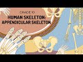 Human Skeletal System Concepts