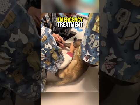 Kind hearted man saves dog's life ?❤️