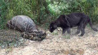 What happens if a hungry black panther encounters an anaconda entering its territory?