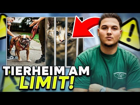 Wir besuchen den Hamburger Tierschutzverein | TIERHEIM AM LIMIT - DOKU