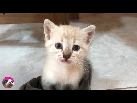 😂Cat Hater's Nightmare! - How Rescued Kitten Grows Up: 1 month - 5 years old