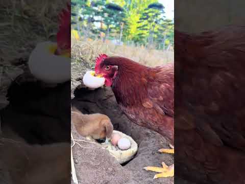 The old hen lays eggs for the dog to eat. Cute pet debut plan. Dog. Golden Sun original