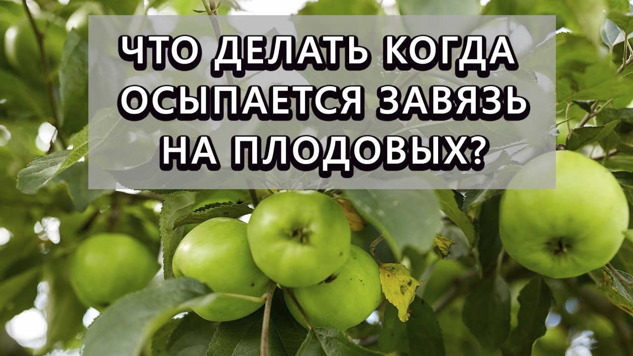Опадает завязь на плодовых? Как это избежать - 100% результат!
