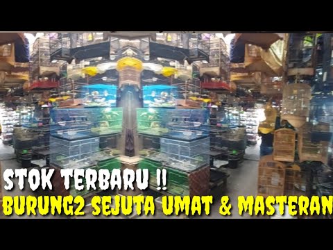 TERBARU ! BURUNG2 SEJUTA UMAT YG PALING DI CARI SERTA BURUNG2 ANAKAN