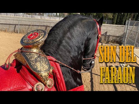 Cohuich - El Son del Faraรณn ๐ด ๐ค