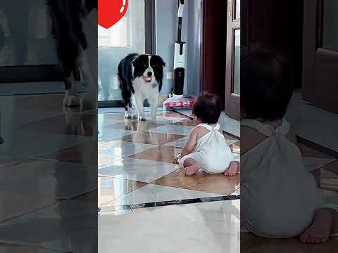 Border Collie Holds the Ball, Baby Refuses to Give Up – Heartwarming Ending!#Baby#BorderCollie