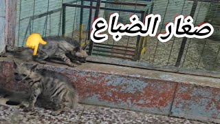 شاهد تسليم صغار الضباع الى مدينة الألعاب في بغداد 