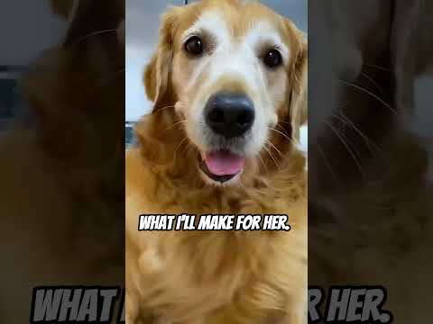 This dog is so dumb!