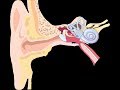 Human Senses and Functions