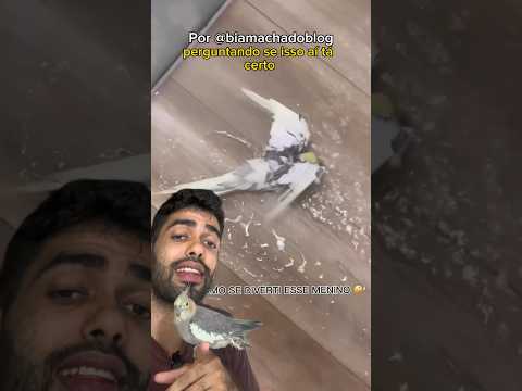 Calopsita debaixo do chuveiro pode? #calopsita #calopsitas