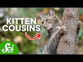 The History and Domestication of Cats