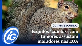 Esquilos e coelhos "zumbis" com tumores assustam moradores nos EUA