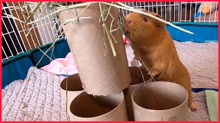 Guinea pig intelligence test!