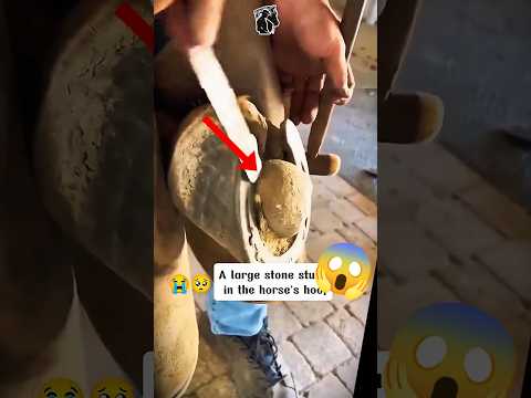 A Horse needs Help 😭💔 #horserescue #horse #satisfying #animalrescue #sad #farrier #rescue #asmr