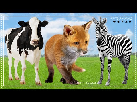 Relax with familiar animals: Cow, Fox, Zebra - Animal sounds