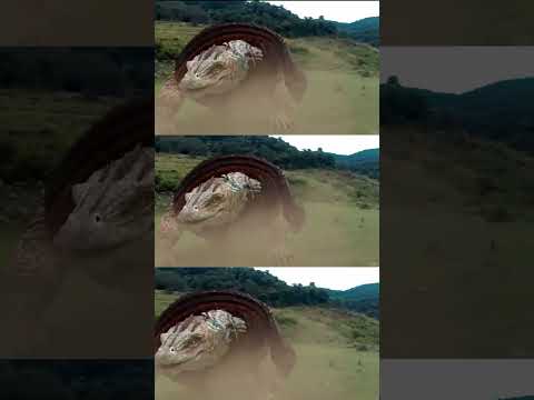 "عظاءة بريسكوس" ｜Varanus Priscus｜الأفعى العملاقة مقابل السحلية العملاقة من أقوى وحش؟｜YOUKU