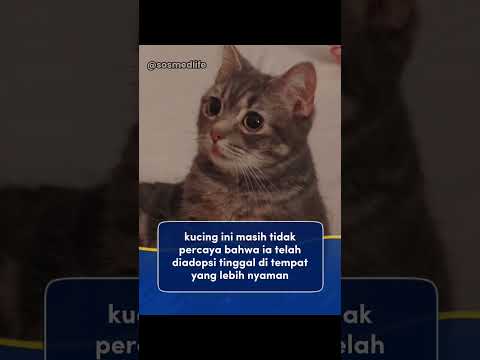 ekspresinya adalah ungkapan terimakasihnya☺❤ #berandashort #vidioshort #videoviral  #momenharu