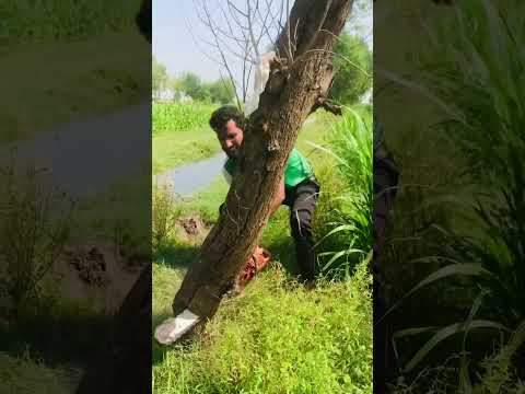 Why did they cut the tree?🤔Wait for end😆😂#funny #comedy #reels #shortsyoutube #shortsvideo