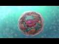 Exploring Cell Types and Organelles