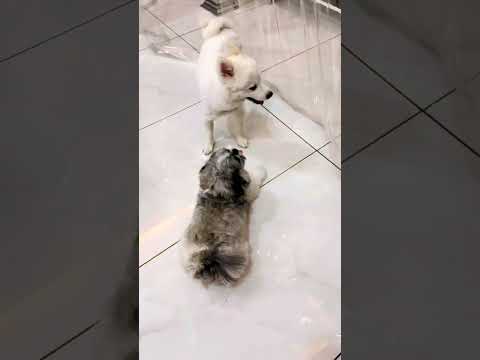 Very funny dogs video #doglover #dog #pomeranian #video #funny 😂😂😍