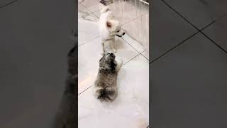 Very funny dogs video #doglover #dog #pomeranian #video #funny 😂😂😍