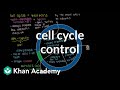 Cell Cycle Dynamics and Growth Stages