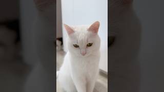 Гриши больше нет..?💔 #cat #котики