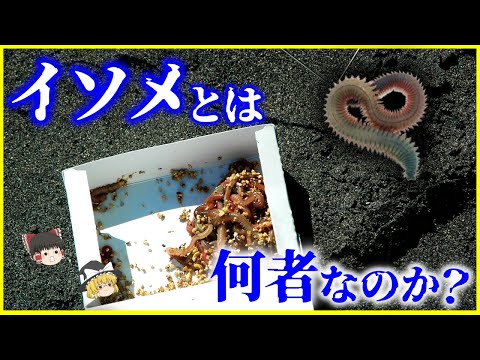 【ゆっくり解説】釣りエサのアイツはイソメじゃない!?「イソメ」とは何者なのか？を解説/驚異的な生命力…2000万年前には巨大イソメが…!?