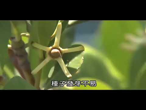 【國中自然】〈一上生物〉《翰林110版》1上1－1水筆仔110f353517 - YouTube(1分22秒)