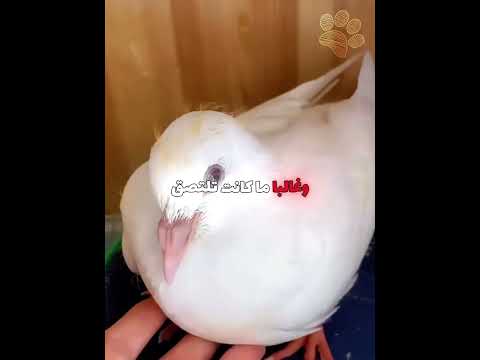 فتاة تنقذ حمامة بيضاء من الغرق 🕊️ #shorts