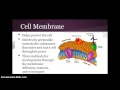 Cell Structure and Function Concepts