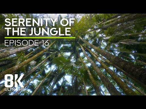 8K Immersed in the Lush Serenity of the Jungle - Episode 16 | Authentic Tropical Forest Soundscape